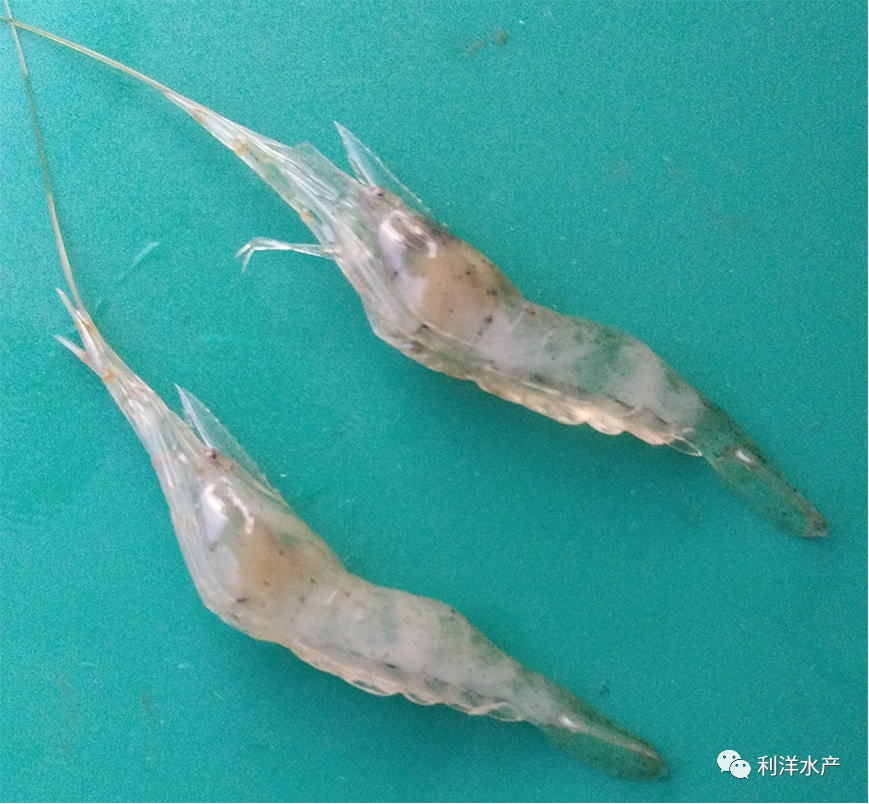 按此在新窗口浏览图片