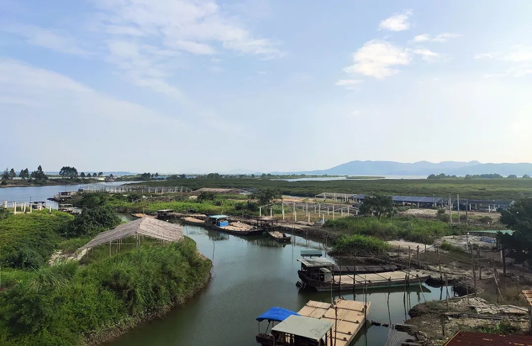 程村镇万亩红树林为蚝生长提供了优质水体.jpg