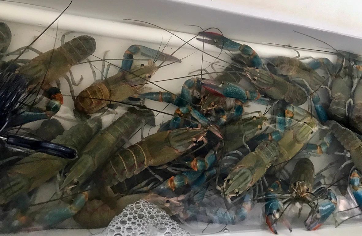 龙虾.jpg