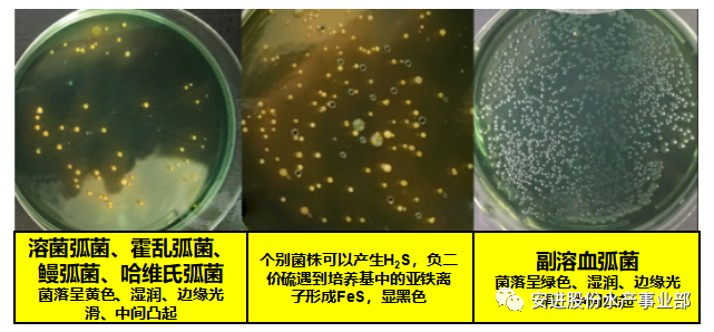 培养.png