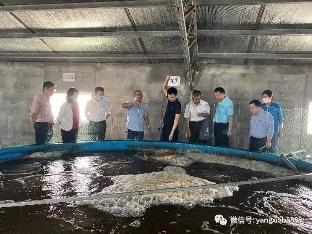 图2：专家组现场检查待上市的商品对虾情况.jpg