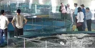 图3：随机选池进行现场干池收虾测产（养殖监控视频因此无高清照片）.jpg