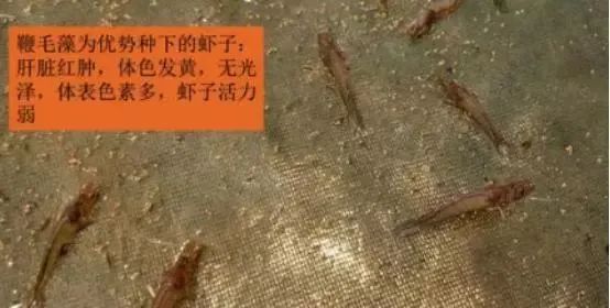 鞭毛藻.jpg