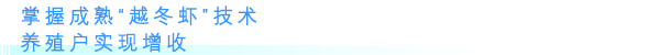 掌握成熟“越冬虾”技术.png