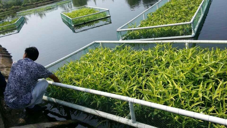 图11. 生物立体浮床示例.jpg