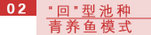 02 “回”型池种青养鱼模式.png