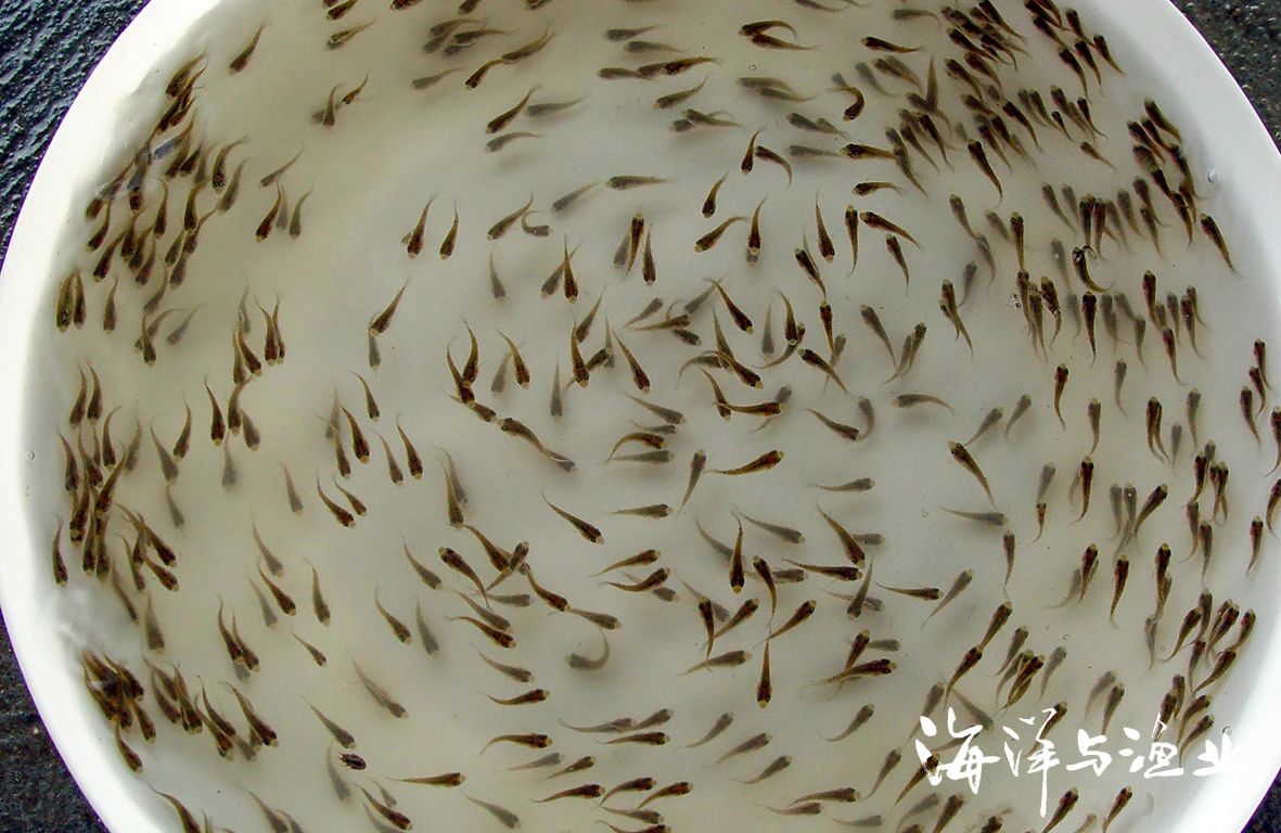 ▶ “禺山牌”奥尼罗非鱼苗.jpg