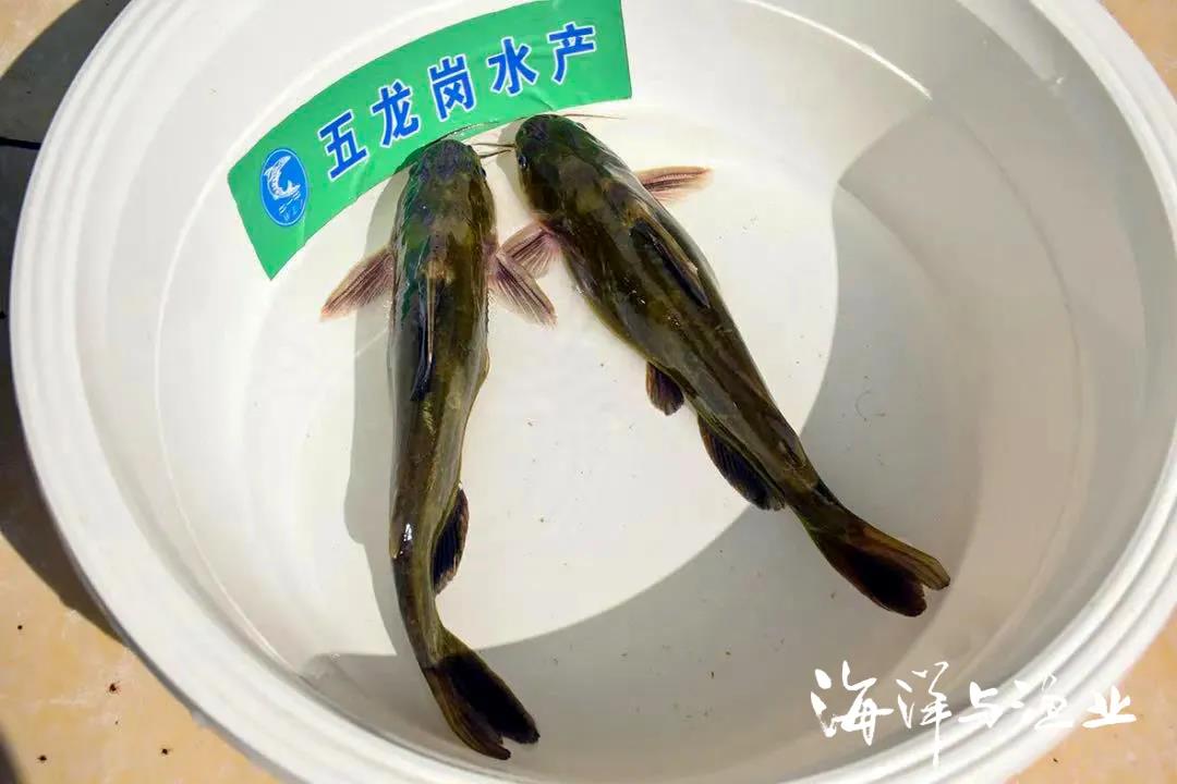 ▶ 五龙岗黄颡鱼.jpg