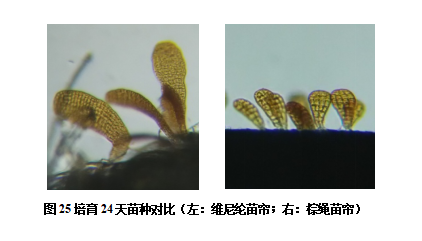 图25.png