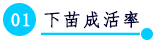 下苗成活率.png