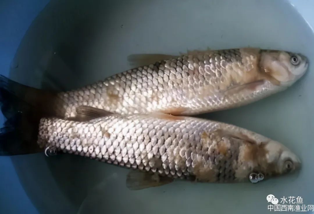 （患水霉病的草鱼 齐同俊 摄）.jpg