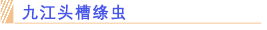 九江头槽绦虫.png
