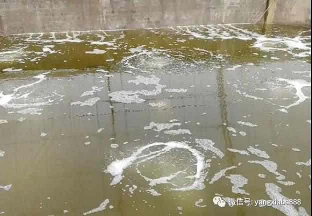 （养殖户听得最多的话“养虾先养水”）.jpg