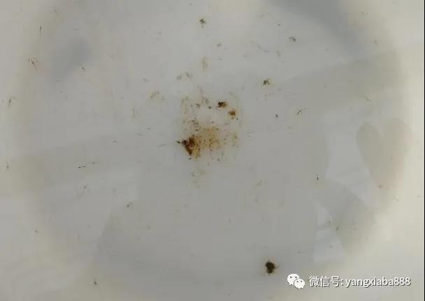（图中为部分体质差的虾苗和死虾）.jpg