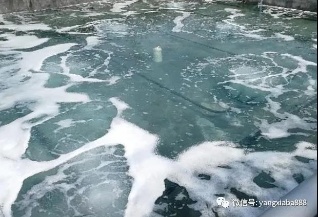 （没来的及肥水的虾苗池，损失惨重）.jpg
