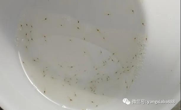 （上图是第7天的虾苗，活性不错）.jpg