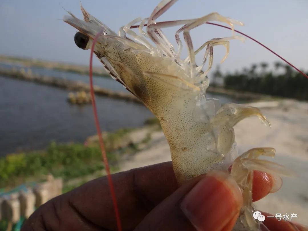 黑大蒜对南美白对虾有积极作用。.jpg