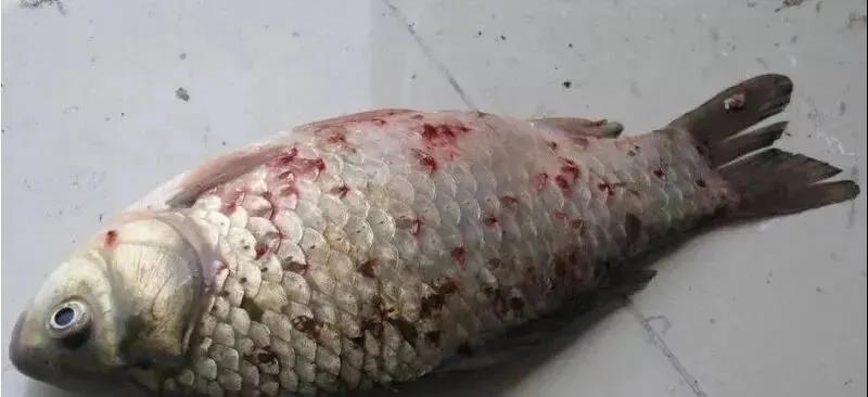（鱼体表寄生有锚头蚤虫）.jpg