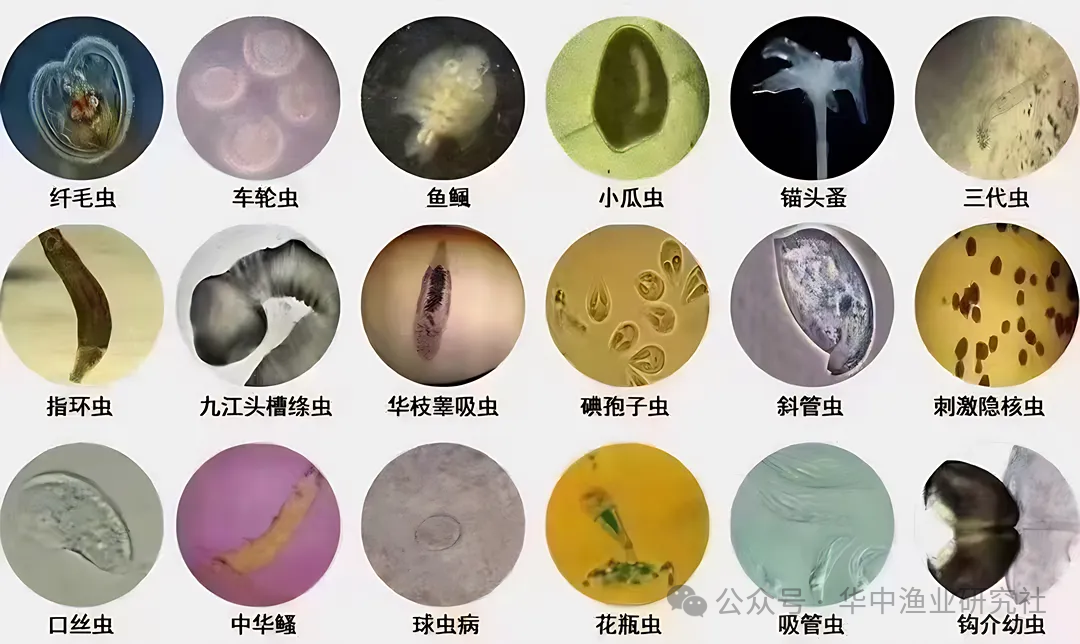 268602466df02a4543b5d4813fec8853.png
