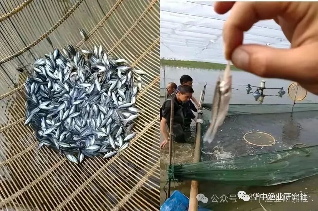 1759980909499294.jpg 10.jpg