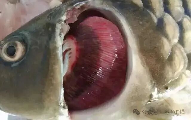 1759992662213097.jpg 1.jpg