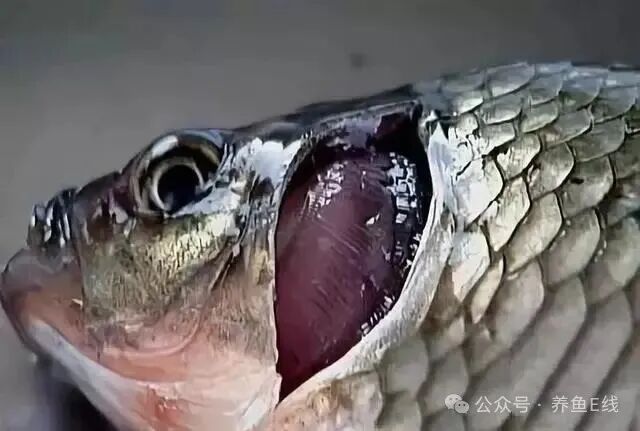 1759992695522617.jpg 3.jpg