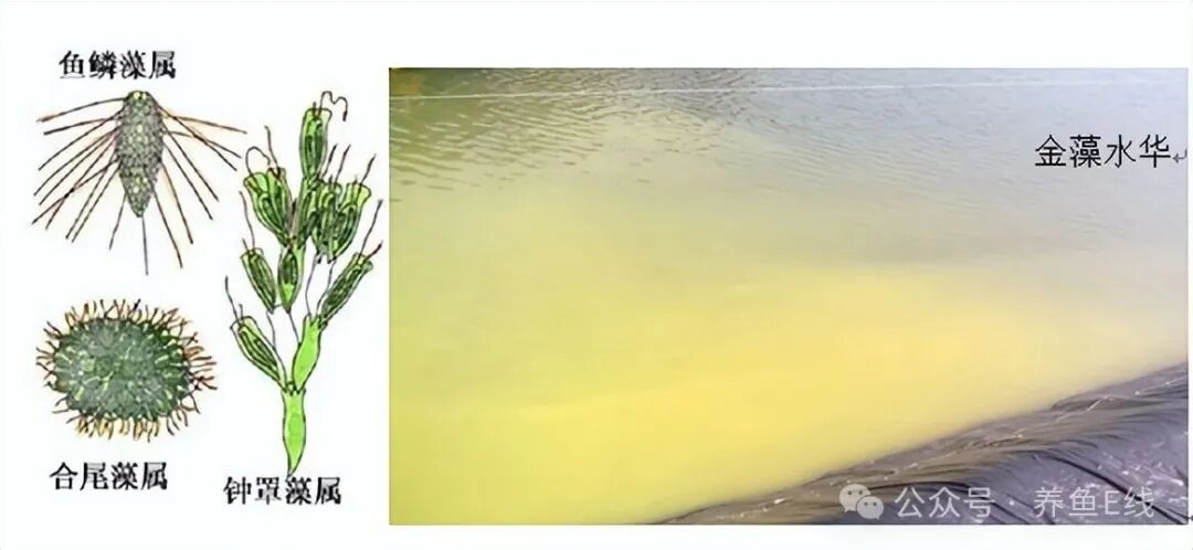 1760155574492408.jpg c800368aa6ef465e38f531d2e2912bc6.jpg