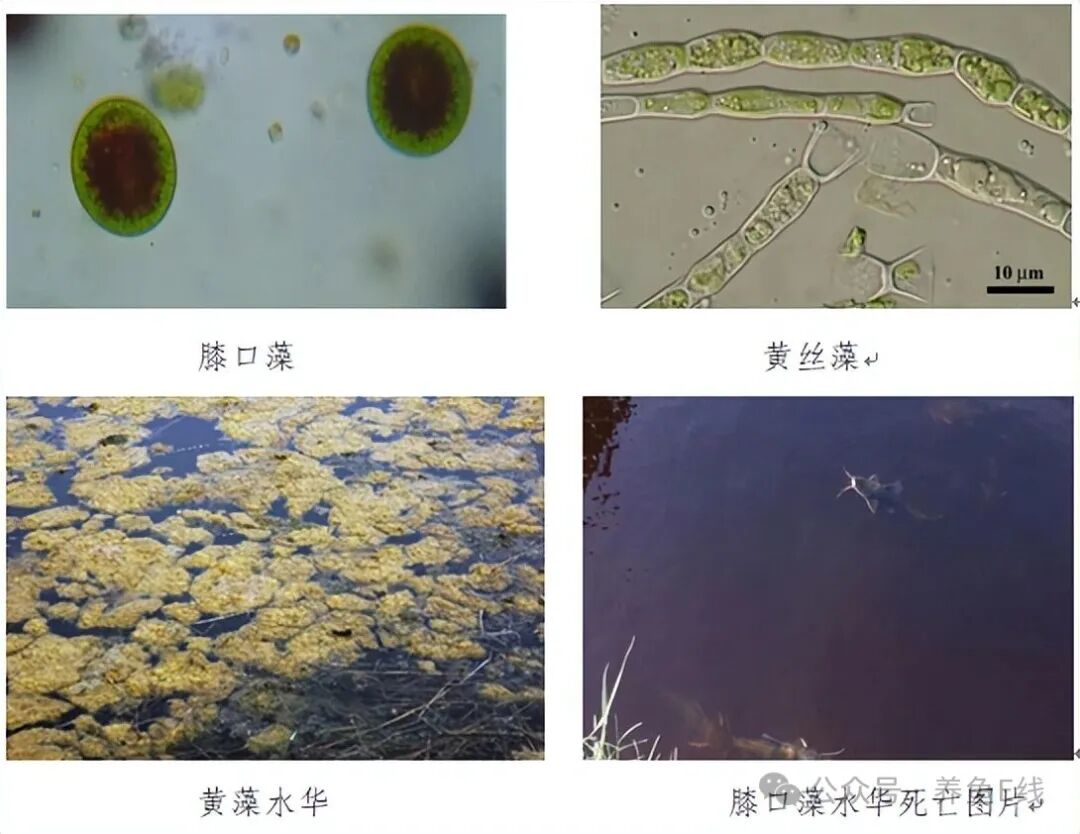 1760155626542102.jpg 0d071db04dc805f605b541a703fc7b28.jpg