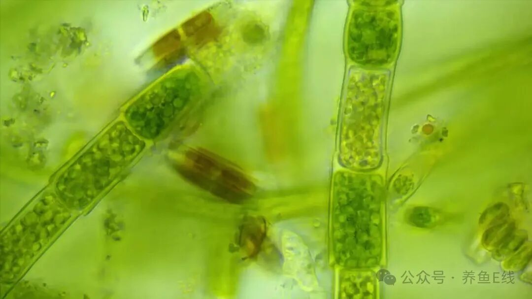 1760155652722988.jpg 44037b4b705ad5a8ddf56267b7b563fa.jpg