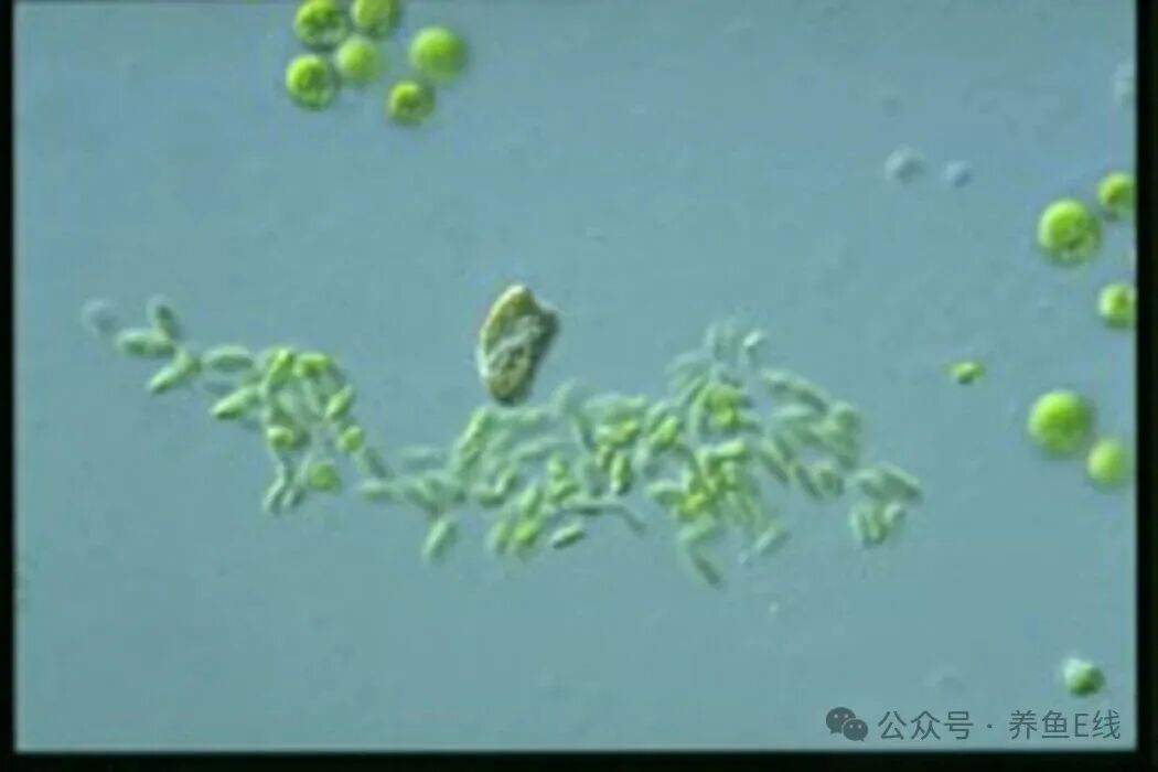 1760155782628875.jpg e0169b64a1a22b3e304619fa1c233391.jpg