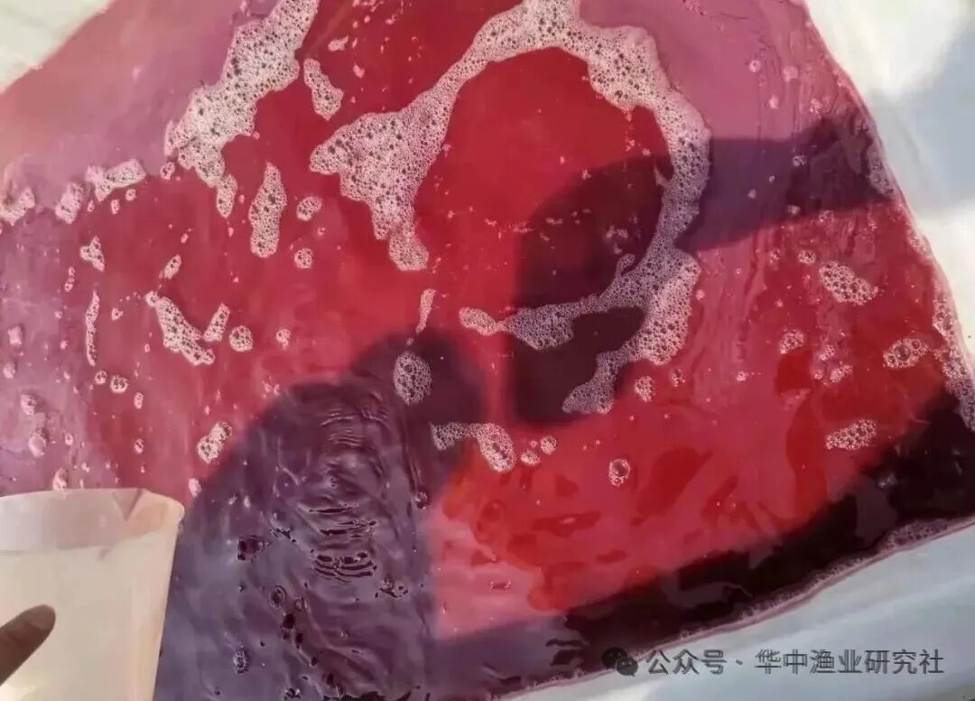 1760412236523926.jpg 1.jpg