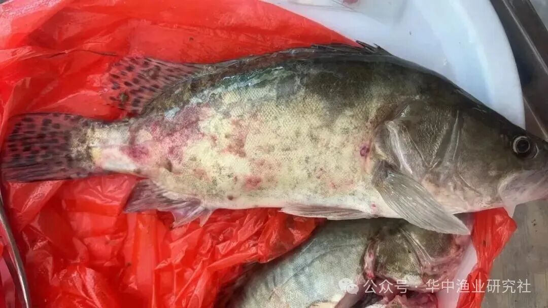 1760494992222398.jpg 3810285e8ae8cb369dcd4321b23239b0.jpg