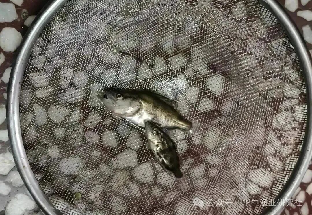 1760495049534571.jpg d26d0e6efe0ec35734b4c2c730b51314.jpg