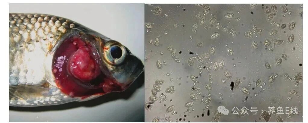 1760582645883584.jpg 3.jpg