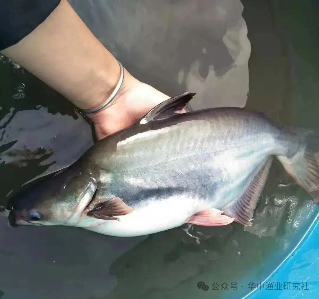 1760584616164329.jpg 2.jpg