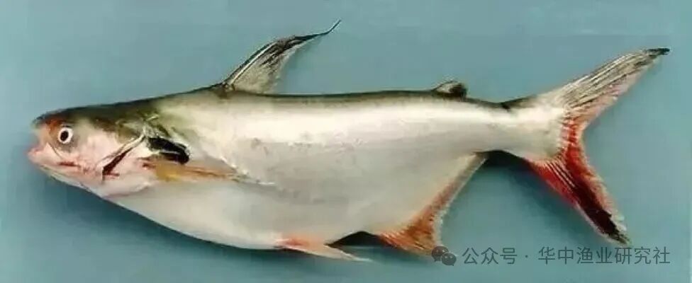 1760584671452204.jpg 4.jpg