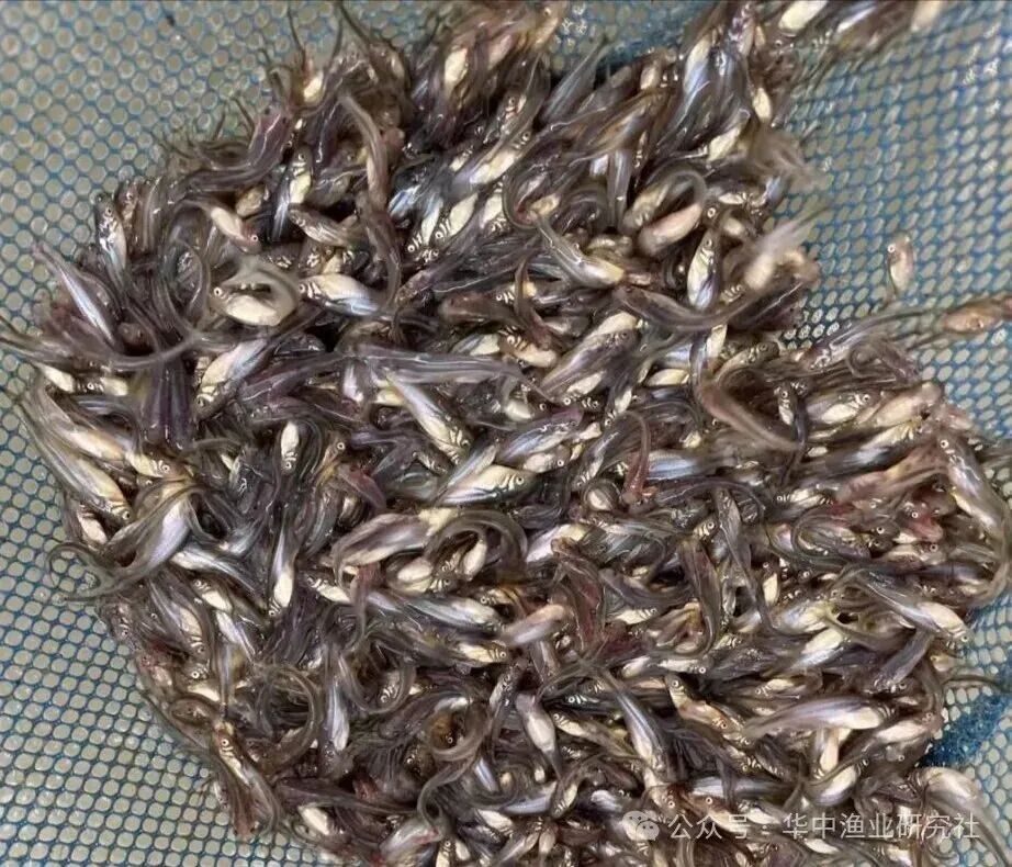 1760584704523144.jpg 5.jpg