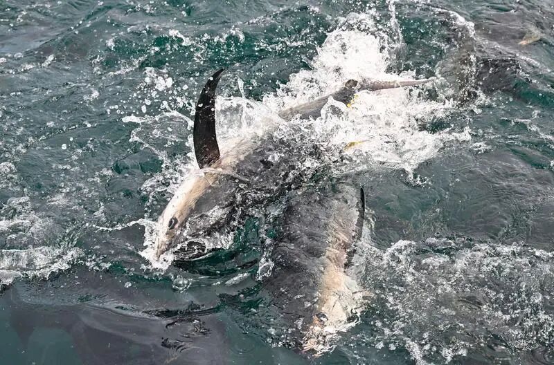 1760927081195929.jpg 2.jpg