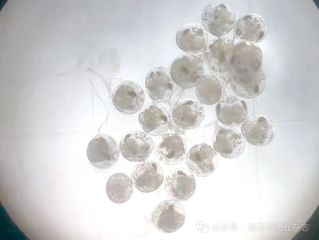 1760928678523992.jpg 4.jpg