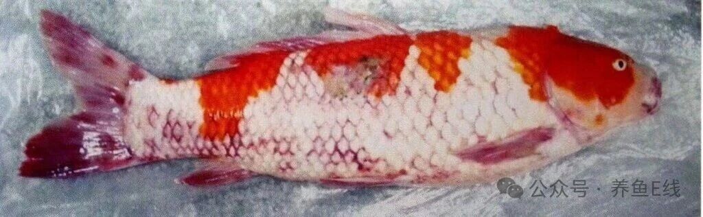 1761013803248036.jpg 3.jpg