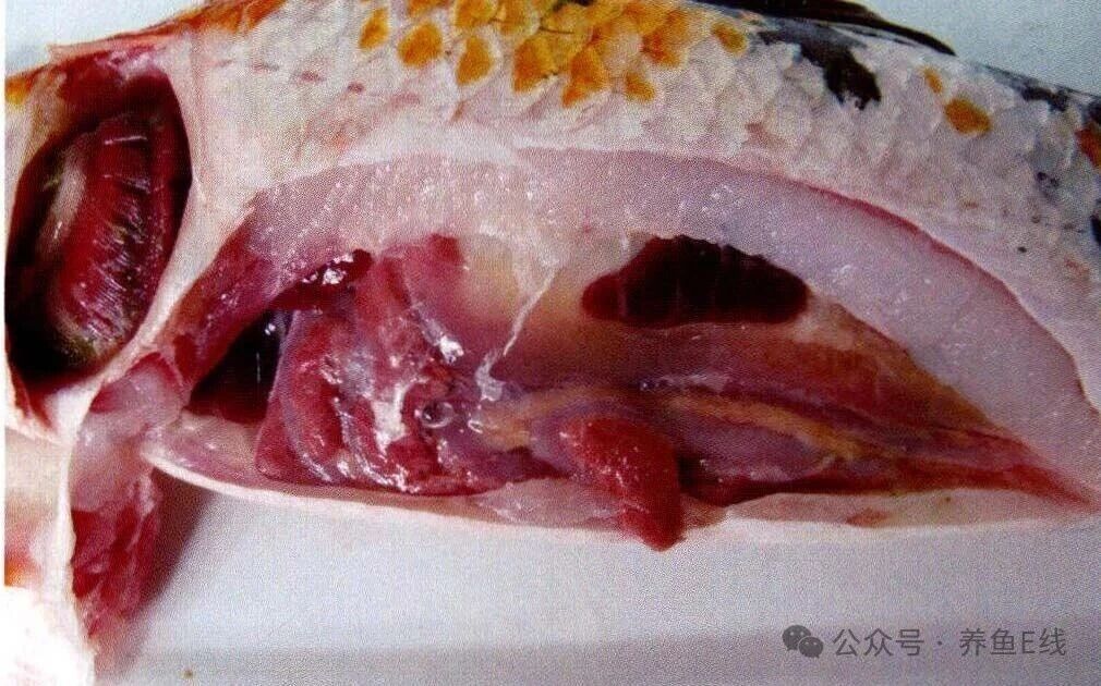 1761013834957039.jpg 4.jpg