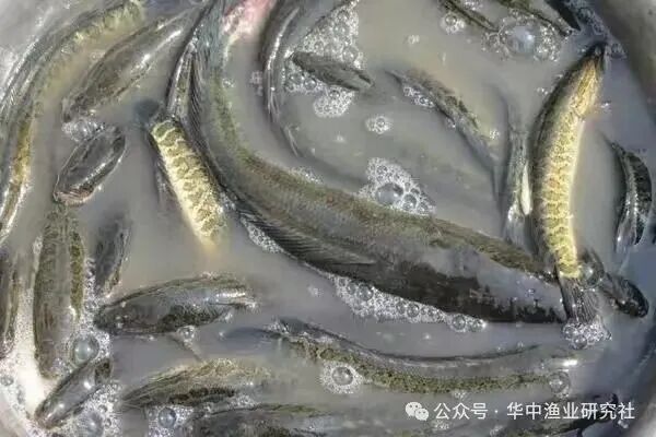 1761115927195360.jpg 67bc538cdf51c4807a8481a338630d41.jpg