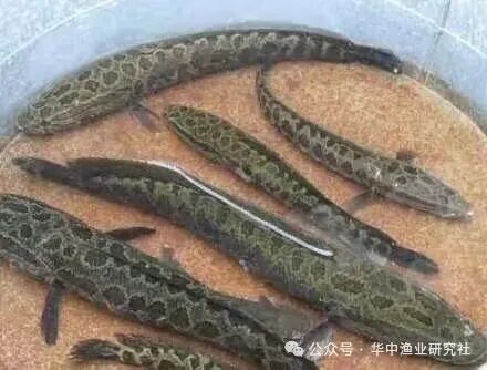 1761116018986898.jpg 909bfe803d523e5fcf624c99a6d96d6e.jpg