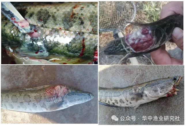 1761116044887486.png 72cd4366c4ec528ca8e70039db2b628f.png