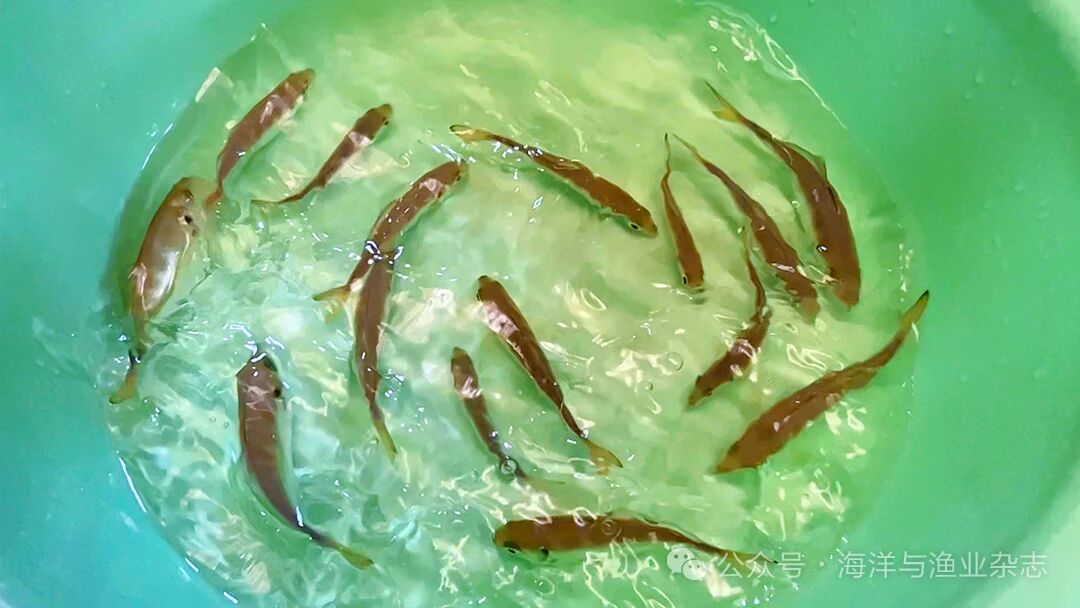 1761185354791180.jpg 4.jpg