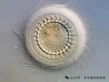 1761274768129294.jpg 1.jpg