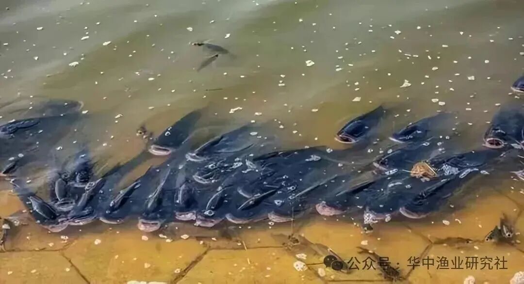 1761274787854805.jpg 2.jpg