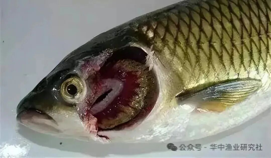 1761274800910377.jpg 3.jpg