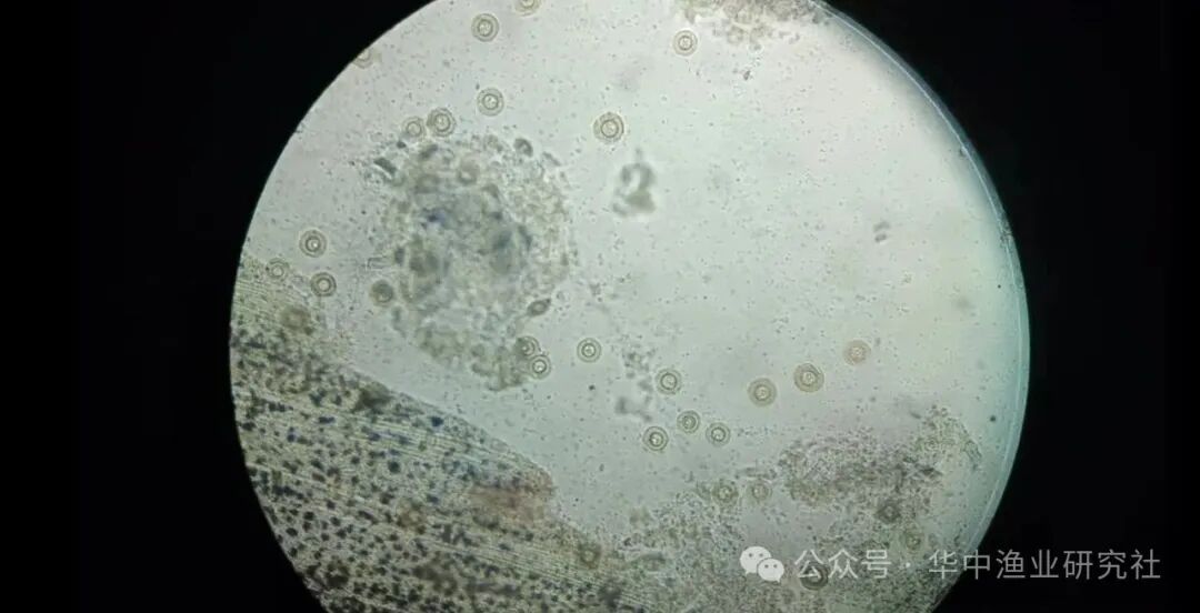 1761274833837840.jpg 5.jpg