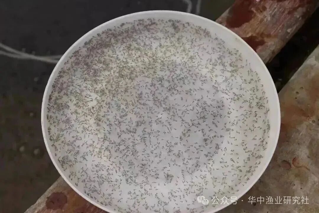 1761798144298792.jpg 4ef5e9d3956f631bc28f0b34a107ca67.jpg